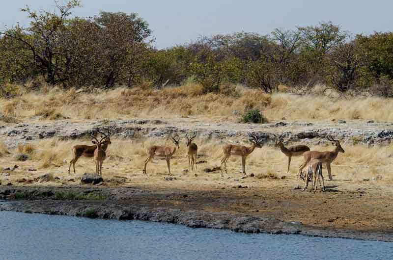 Antílope Impala - parque nacional de Etosha - Namibia 3.jpg